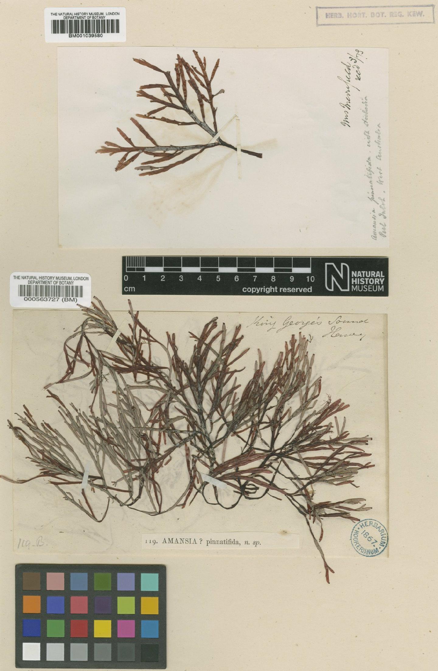 To NHMUK collection (Melanamansia pinnatifida (Agardh) R.E.Norris; NHMUK:ecatalogue:723924)