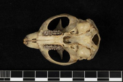 Aeromys thomasi Hose, 1900 - 1899_12_9_32-Aeromys_thomasi-Type-Skull-Occlusal