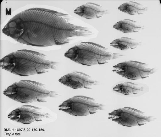 Tilapia lata - BMNH 1907.6.29.150-159, Tilapia lata Radiograph