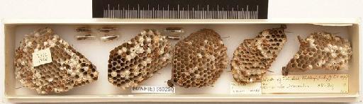 Polistes ridleyi Kirby, 1890 - Hymenoptera Nest BMNH(E) 650260