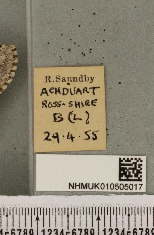 Acronicta menyanthidis scotica (Tutt, 1891) - NHMUK_010505017_label_562398