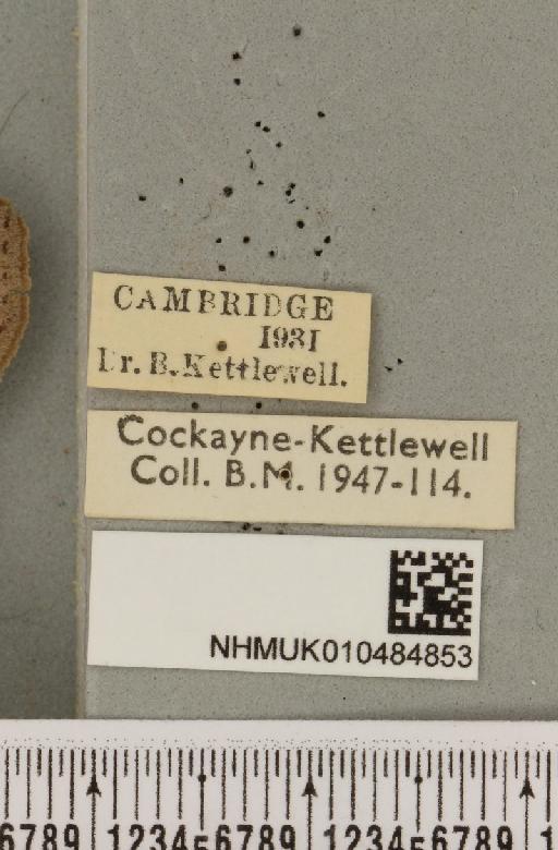 Lygephila pastinum ab. ludicra Haworth, 1809 - NHMUK_010484853_label_540801