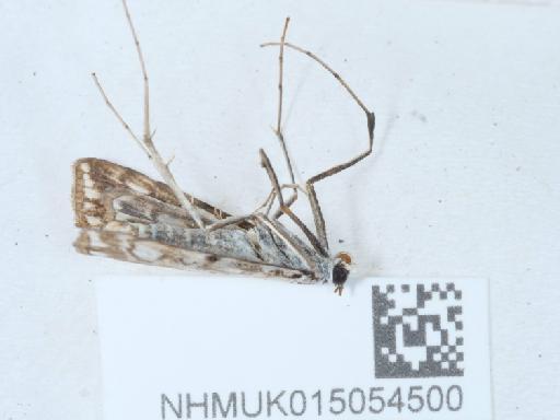 Elophila nymphaeata (Linnaeus, 1758) - 015054500_2