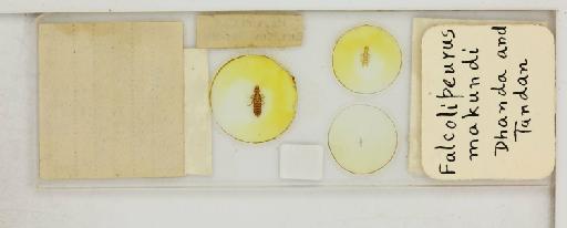 Falcolipeurus affulgens Zlotorzycka, 1963 - 010674919_reverse