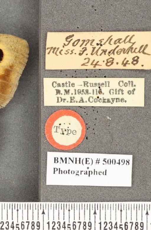 Maniola jurtina insularis ab. postaurolancea Leeds, 1950 - BMNHE_500498_label_39931