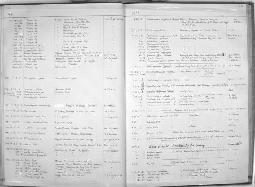 Cyprinion acinaces hijazi Krupp, 1983 - Zoology Accessions Register: Fishes: 1971 - 1985: page 283