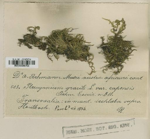 Pterogonium gracile (Hedw.) Sm. - BM000986703