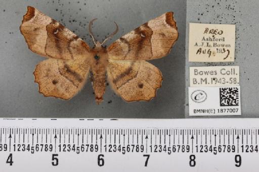 Selenia tetralunaria tetralunaria (Hufnagel, 1767) - BMNHE_1877007_449195