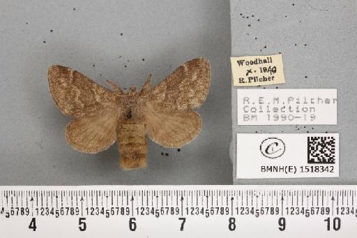 Trichiura crataegi (Linnaeus, 1758) - BMNHE_1518342_189670