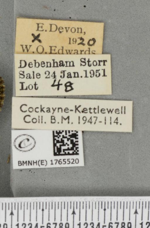 Chloroclysta siterata ab. fasciata Cockayne, 1942 - BMNHE_1765520_label_346783