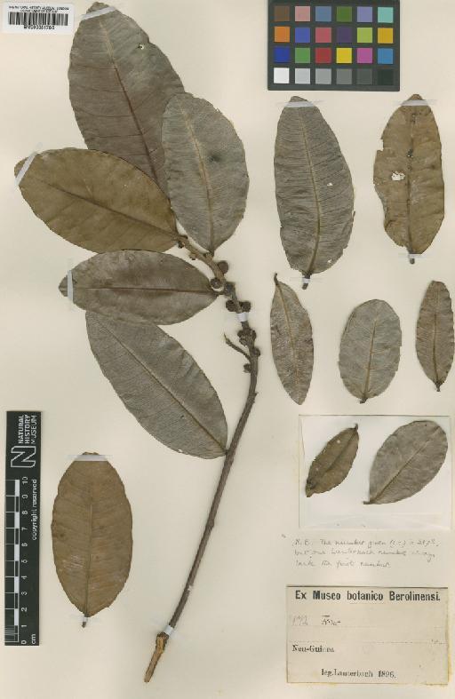 Ficus subtrinervia K.Schum. & Lauterb. - BM000951786