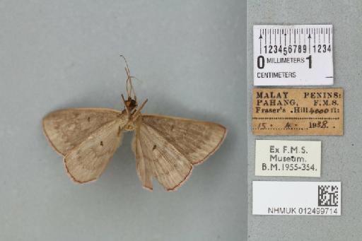 Foveabathra venusta (Warren, 1899) - 012499714_reverse