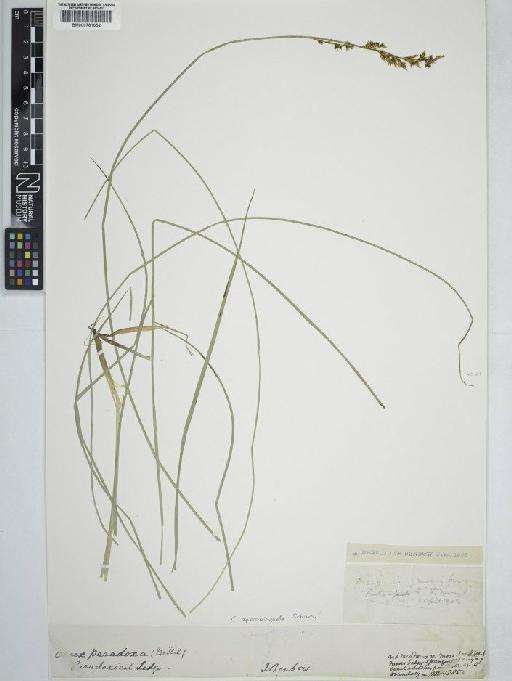 Carex appropinquata Schumach. - BM000781652 carex