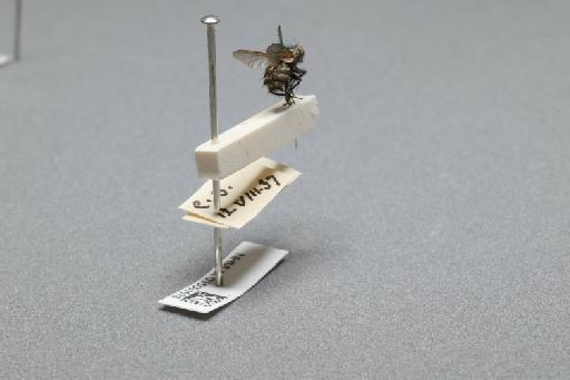 Sarcophaga (Myorhina) nigriventris Meigen, 1826 - 015091676_additional_1