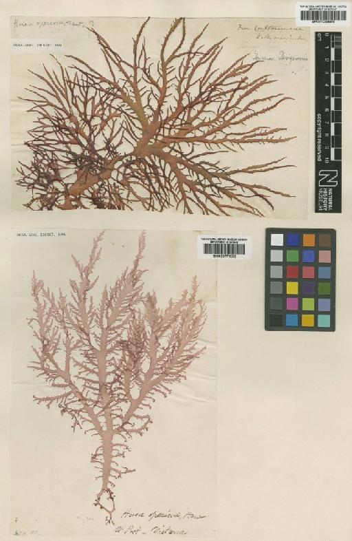 Gloiocladia australe (J.Agardh) R.E.Norris - BM001038998