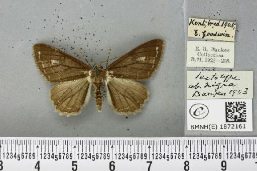 Paradarisa consonaria (Hübner, 1799) - BMNHE_1872161_483748