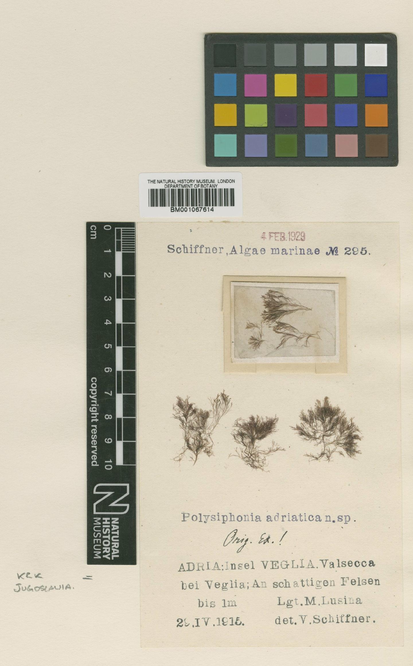 To NHMUK collection (Polysiphonia adriatica Schiffn.; TYPE; NHMUK:ecatalogue:2303612)