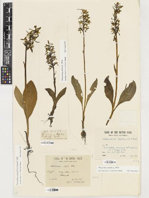 Platanthera chlorantha (Custer) Rchb. - BM001160017