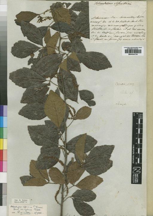 Allophylus africana f. senegalensis Radlk. - BM000843766