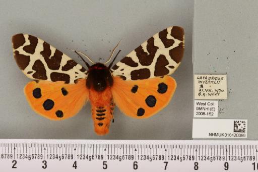 Arctia caja (Linnaeus, 1758) - NHMUK_010420069_533058