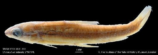 Characidium laterale Eigenmann, 1909 - BMNH 1911.10.31.161 Characidium laterale, SYNTYPE