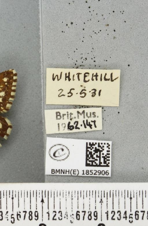 Chiasmia clathrata clathrata (Linnaeus, 1758) - BMNHE_1852906_label_424537