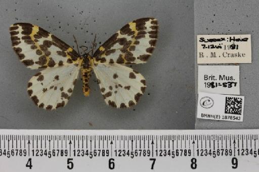 Abraxas grossulariata (Linnaeus, 1758) - BMNHE_1878542_437582