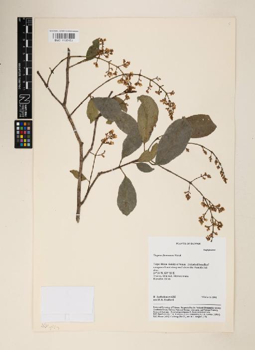 Dalrympelea formosana (Nakai) Simmons - 014135453