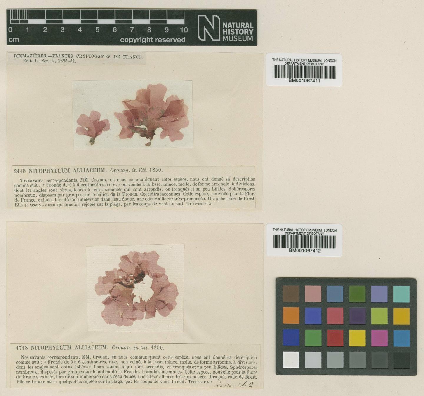 To NHMUK collection (Nitophyllum alliaceum P.Crouan & H.Crouan; TYPE; NHMUK:ecatalogue:2287983)