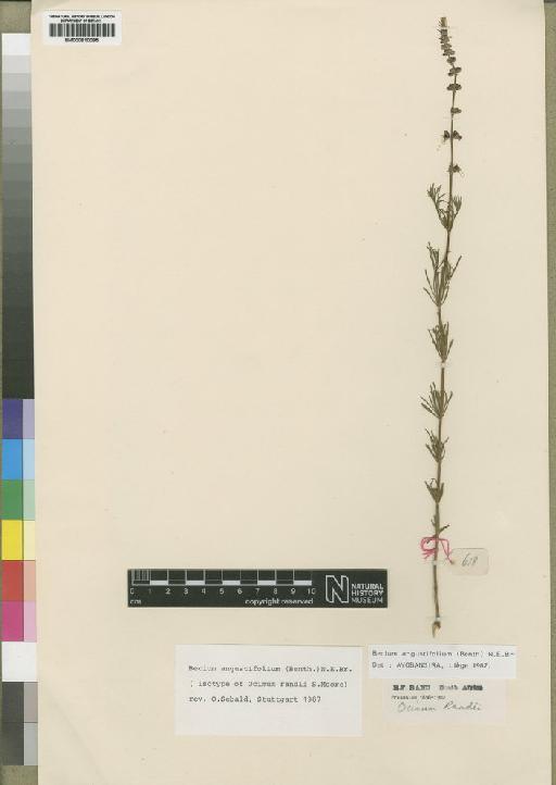 Becium angustifolium (Benth.) N.E.Br. - BM000910095