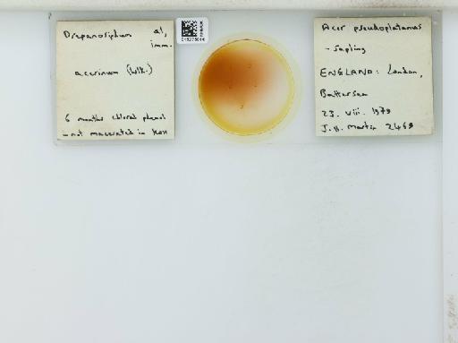 Drepanosiphum acerinum Walker, 1848 - 015275014_112842_1094047_835815_NoStatus