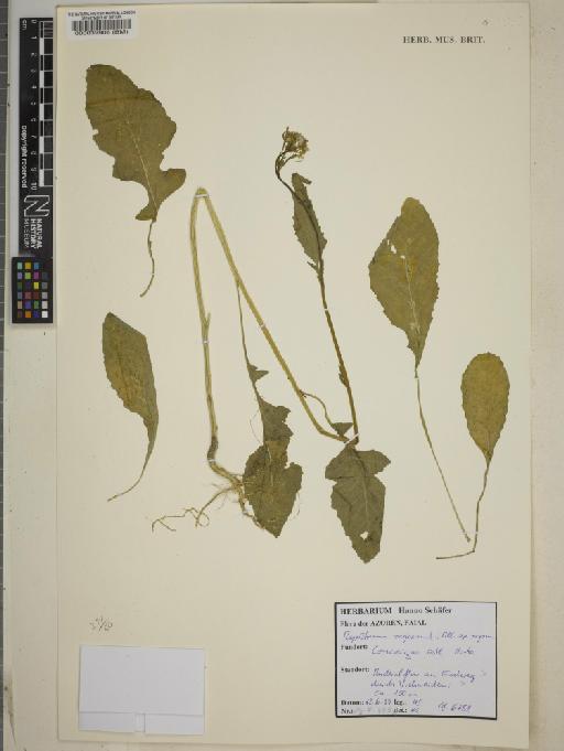 Rapistrum sugosum subsp. sugosum (L.) All - BM000039906