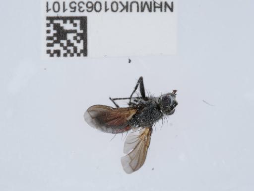 Eriothrix rufomaculata (De Geer, 1776) - 010635101_2