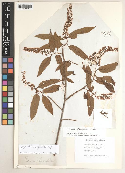Prunus napaulensis (Ser.) Steud - BM000948648