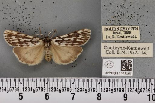 Coscinia cribraria bivittata (South, 1900) - BMNHE_1663164_282888