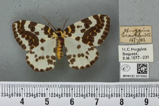 Abraxas grossulariata (Linnaeus, 1758) - BMNHE_1879982_438336