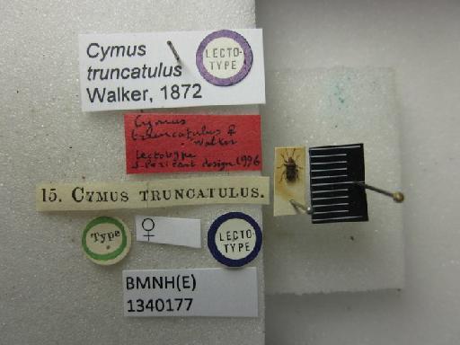 Cymus truncatulus Walker, 1872 - Cymus truncatulus-BMNH(E)1340177-Lectotype female dorsal & labels