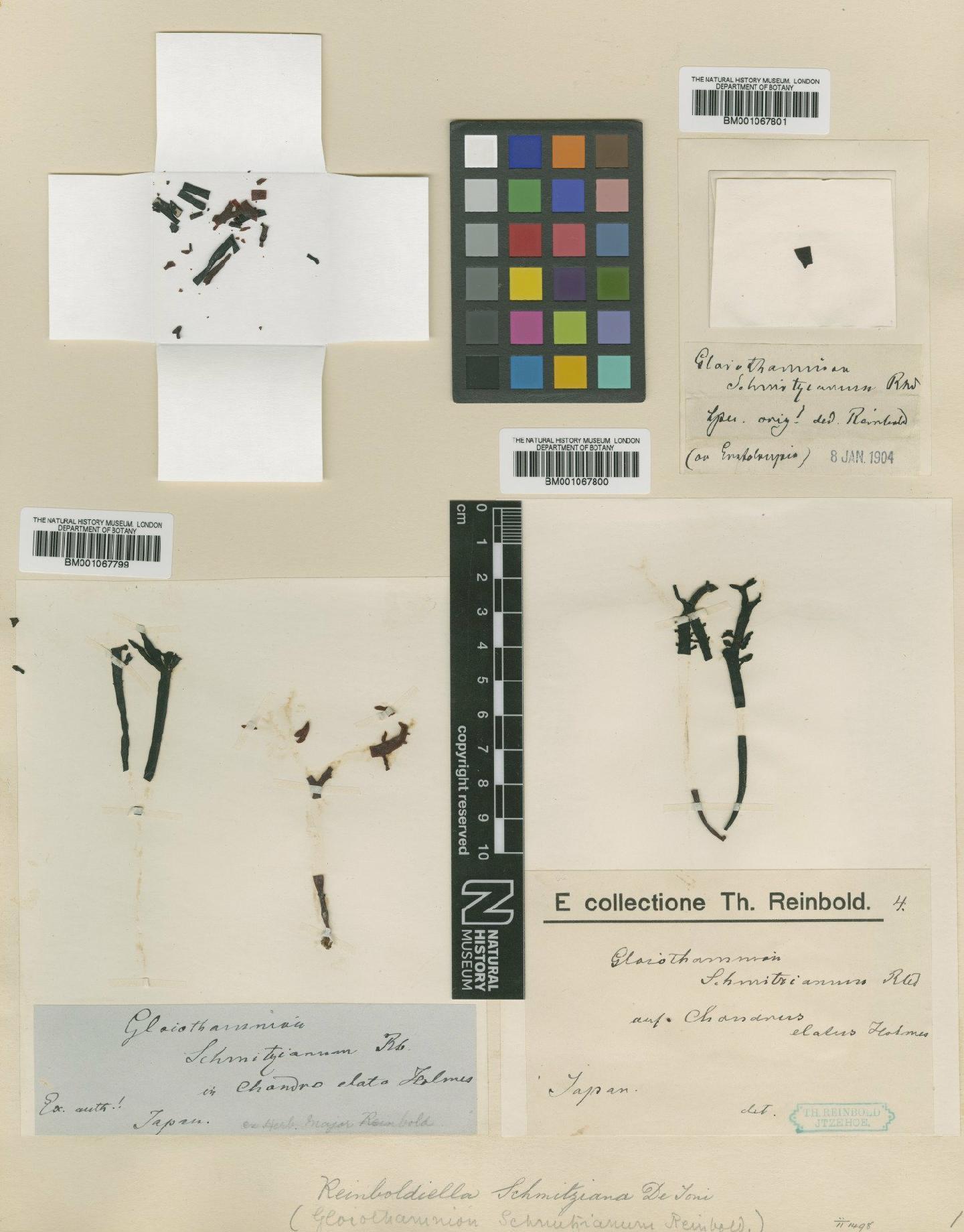 To NHMUK collection (Reinboldiella schmitziana (Reinbold) De Toni; TYPE; NHMUK:ecatalogue:2321044)