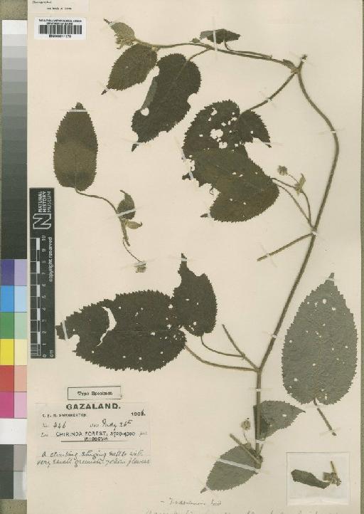 Tragiella natalensis (Sond) Pax & K.Hoffm. - BM000911178