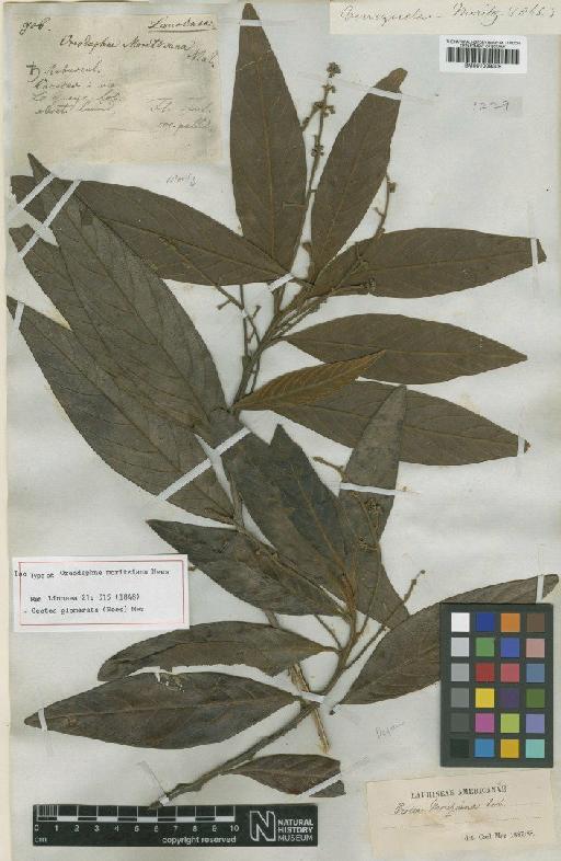 Ocotea glomerata (Nees) Mez - BM001009309