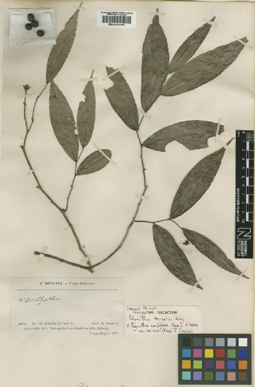 Polyalthia cauliflora Hook.f. & Thomson - BM000753750
