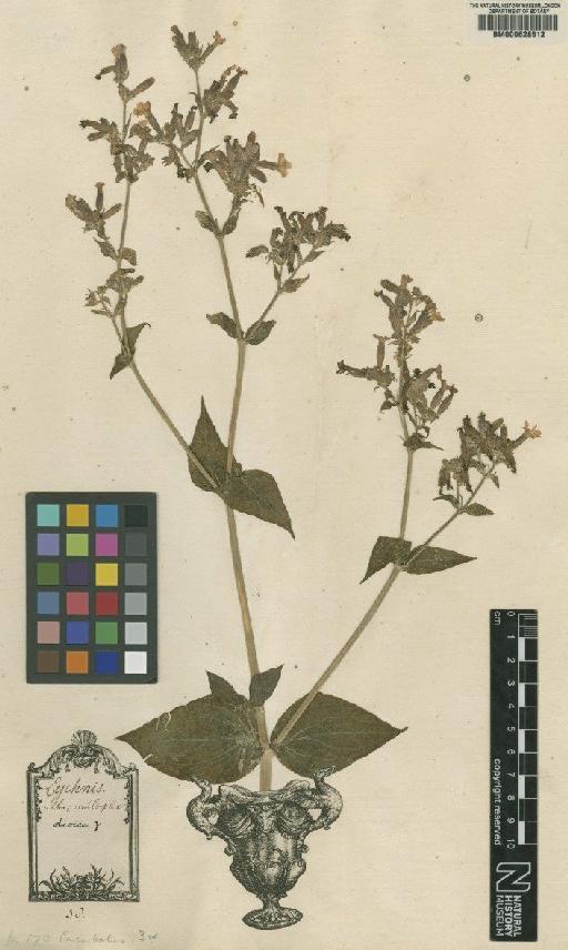 Lychnis dioica L. - BM000628512