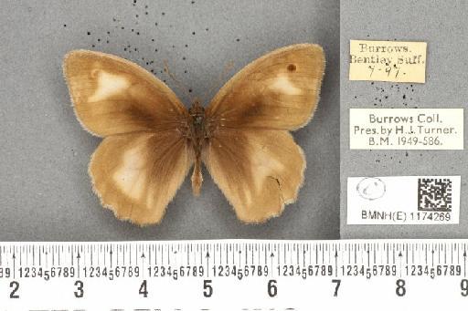 Maniola jurtina insularis ab. partimtransformis Leeds, 1950 - BMNHE_1174269_39569