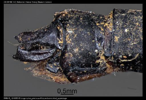 Chlorogomphus preciosus (Fraser, 1924) - BMNHE_1240035-Chlorogomphus_preciosus-Allotype-Lateral-Anal_appendage