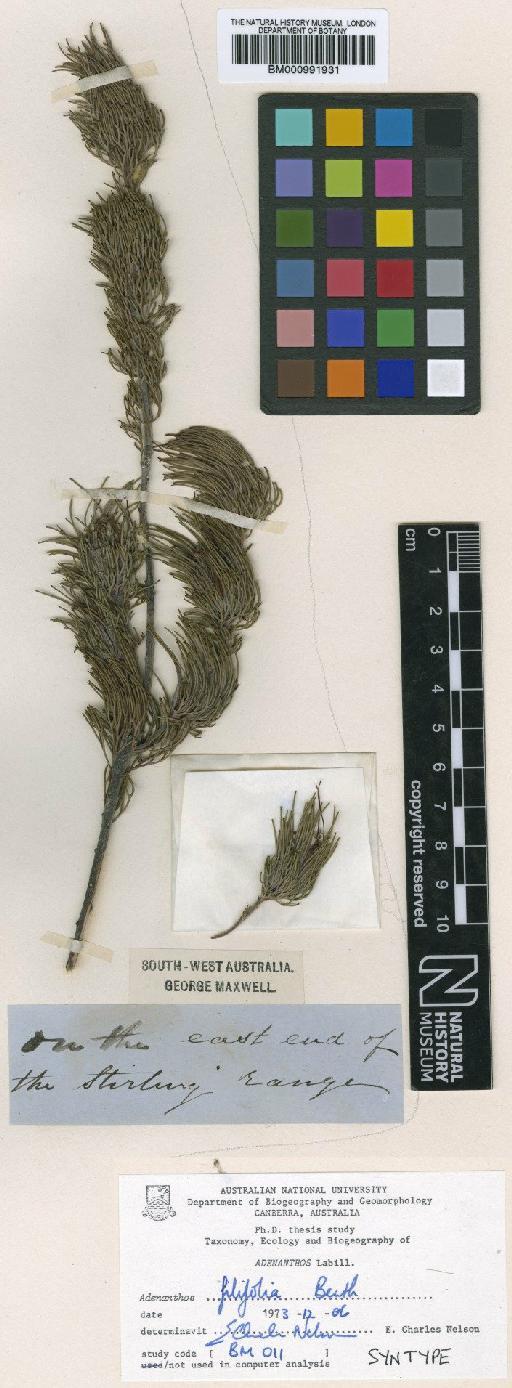 Adenanthos filifolius Benth. - BM000991931