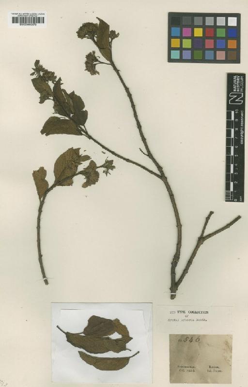 Hyptidendron arboreum (Benth.) Harley - BM000992873