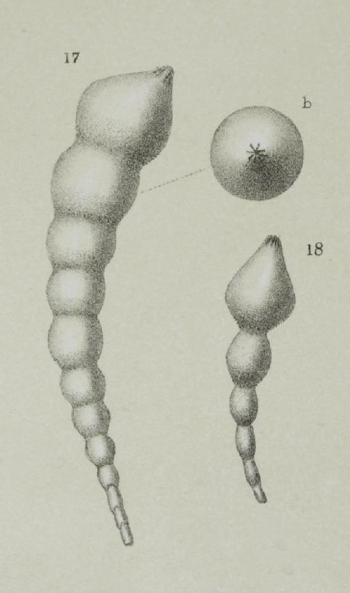 Nodosaria farcimen Silvestri, 1872 - ZF1942_62_17-18_Dentalina.jpg