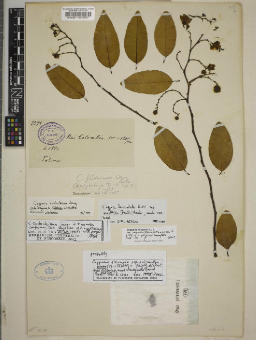 Capparis fascicularis subsp. polyantha (Triana & Planch.) Iltis - BM000560180