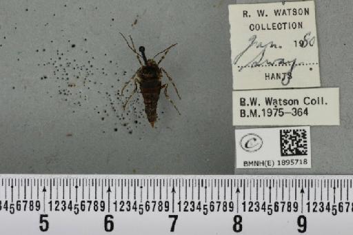 Phigalia pilosaria (Denis & Schiffermüller, 1775) - BMNHE_1895718_456601