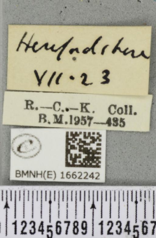 Nudaria mundana (Linnaeus, 1761) - BMNHE_1662242_label_257927